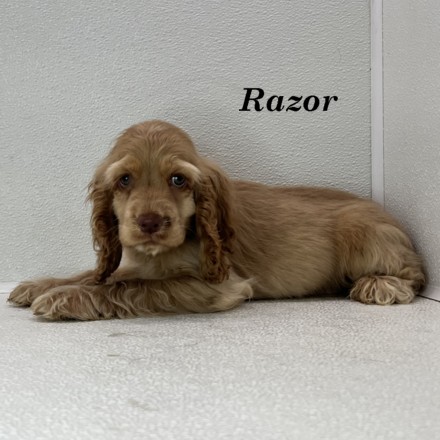 puppy, for, sale, Cocker Spaniel, Joe & Cherri  Overlease, dog, breeder, Miller, MO, dog-breeder, puppy-for-sale, forsale, nearby, find, puppyfind, locator, puppylocator, aca